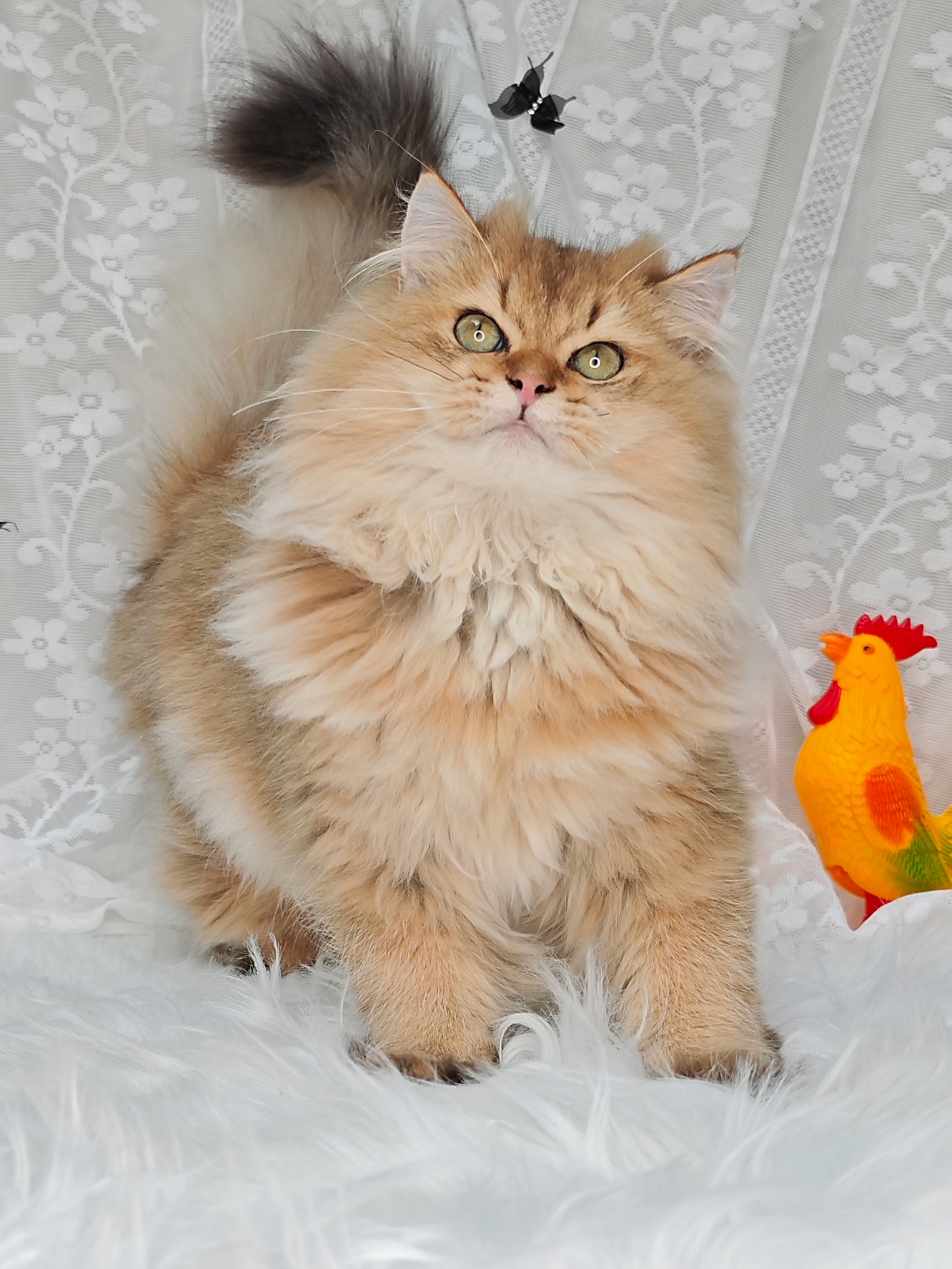 超级毛量王！成都长毛金弟弟